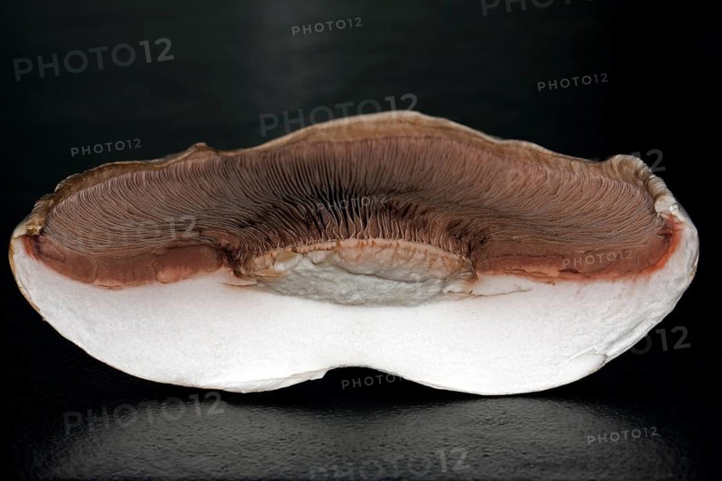 Close-up of the brown lamellae of a halved horse mushroom