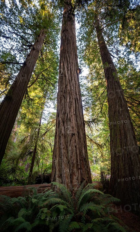 Coast redwoods