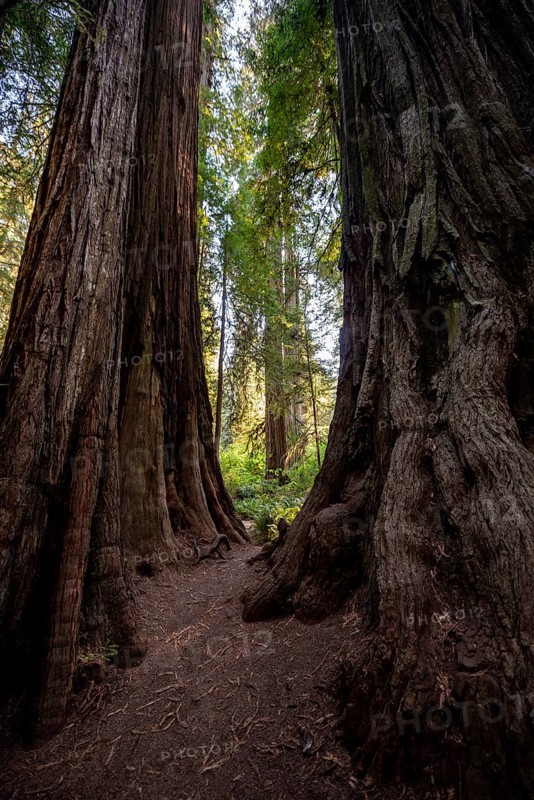 Trunks of two redwoods