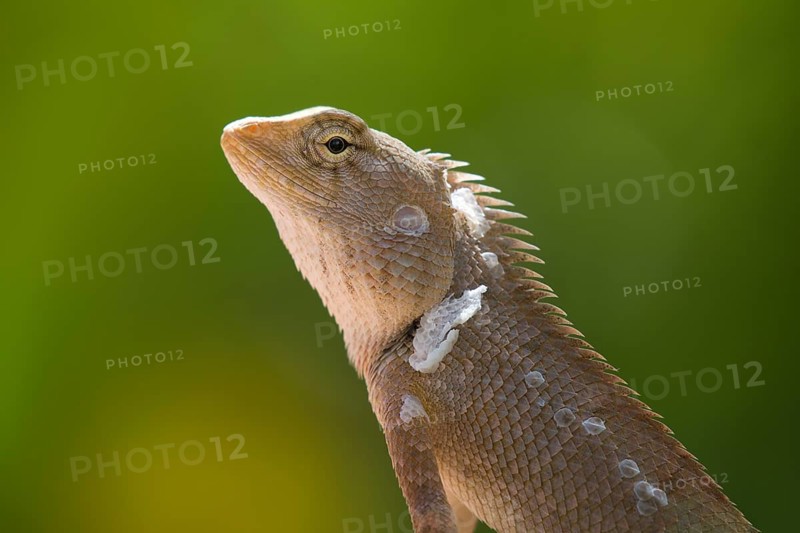 Oriental garden lizard