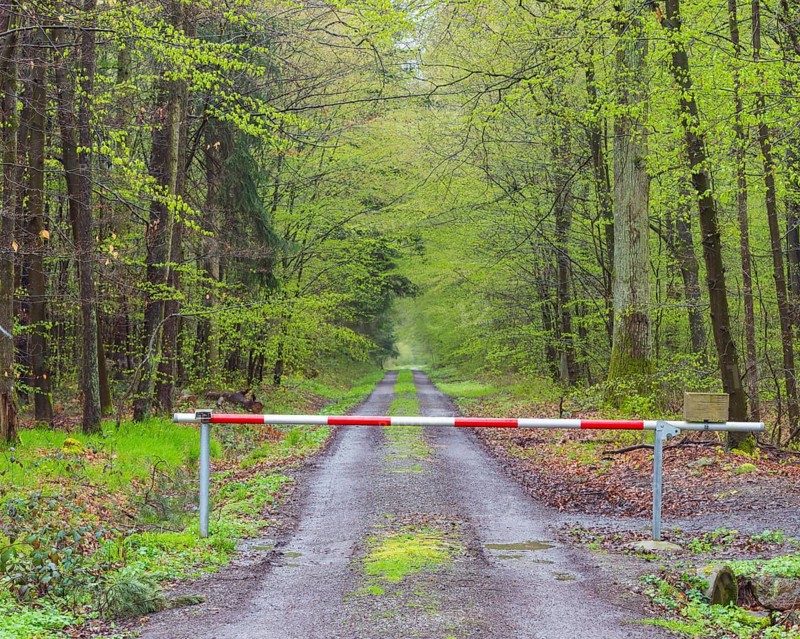 Forest after rain in spring with barrier