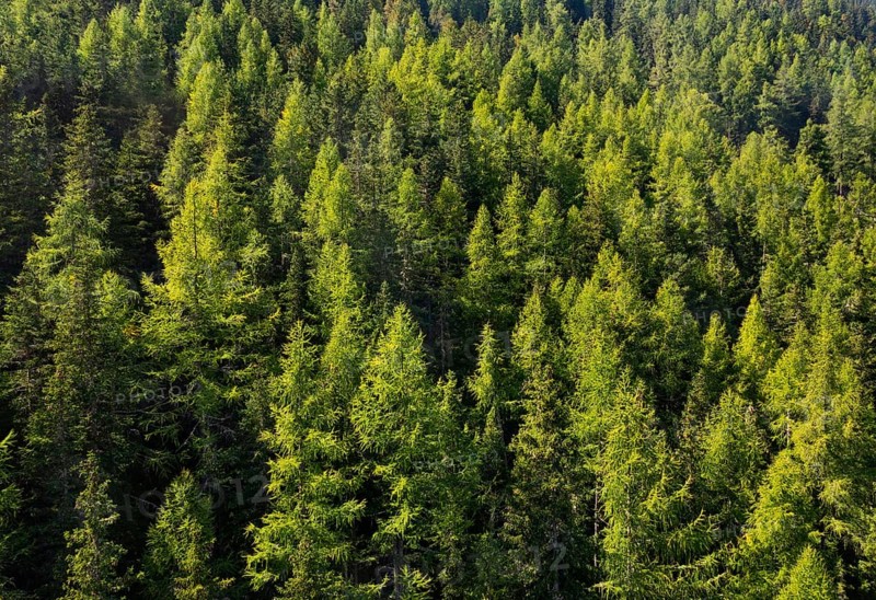 Coniferous forest