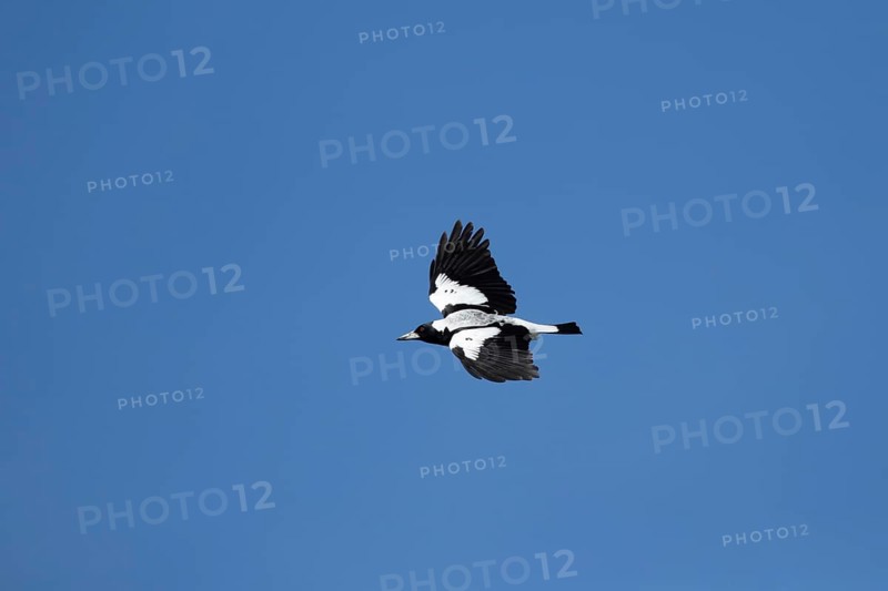 Australian magpie