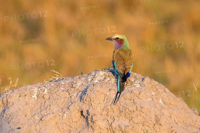 Lilac breasted roller