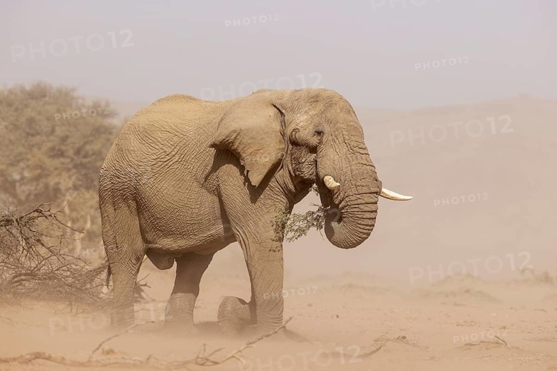 African Elephant
