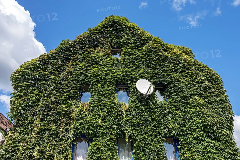 Common ivy