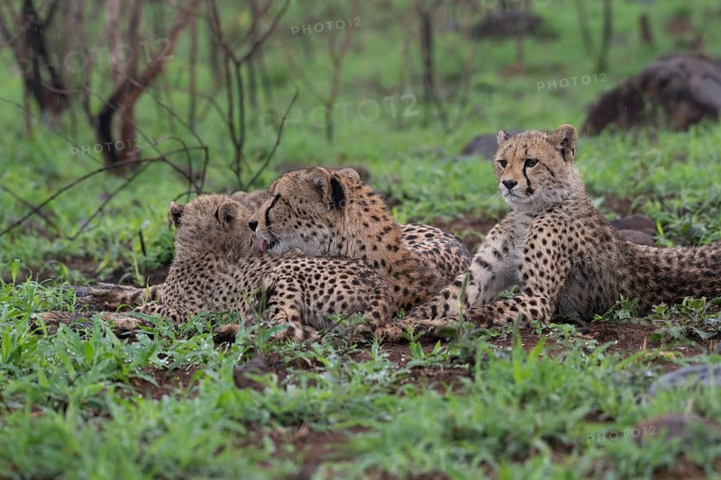 Cheetahs