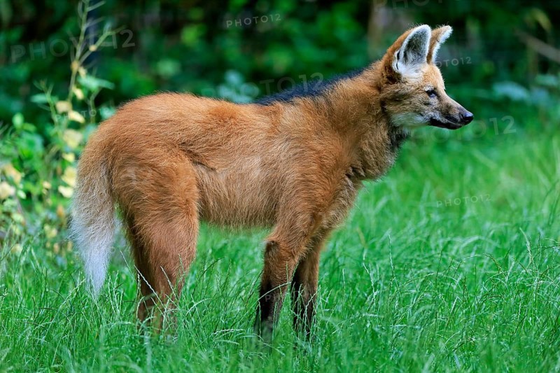Maned wolf
