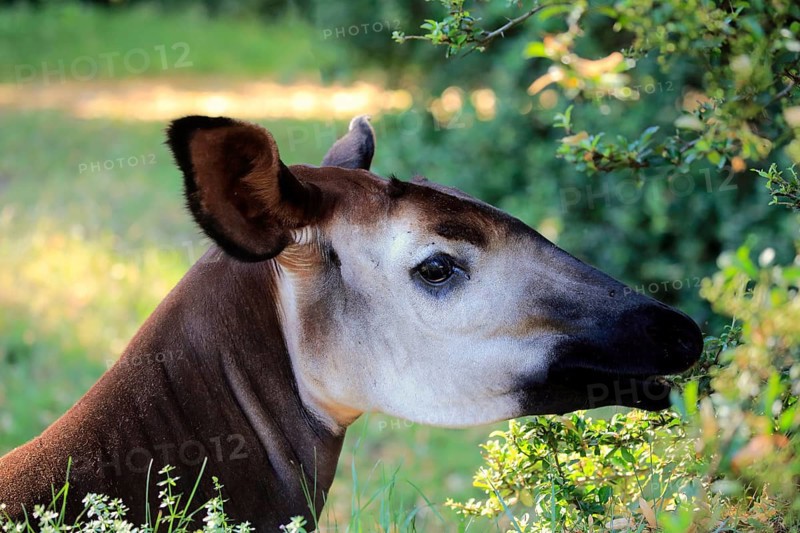 Okapi