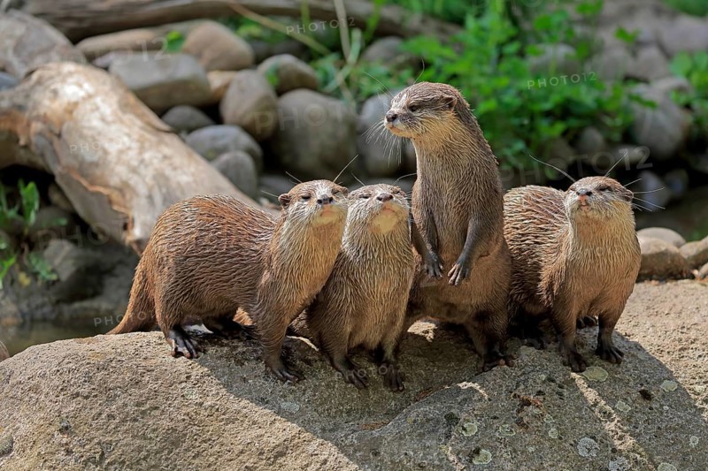 Oriental small-clawed otter