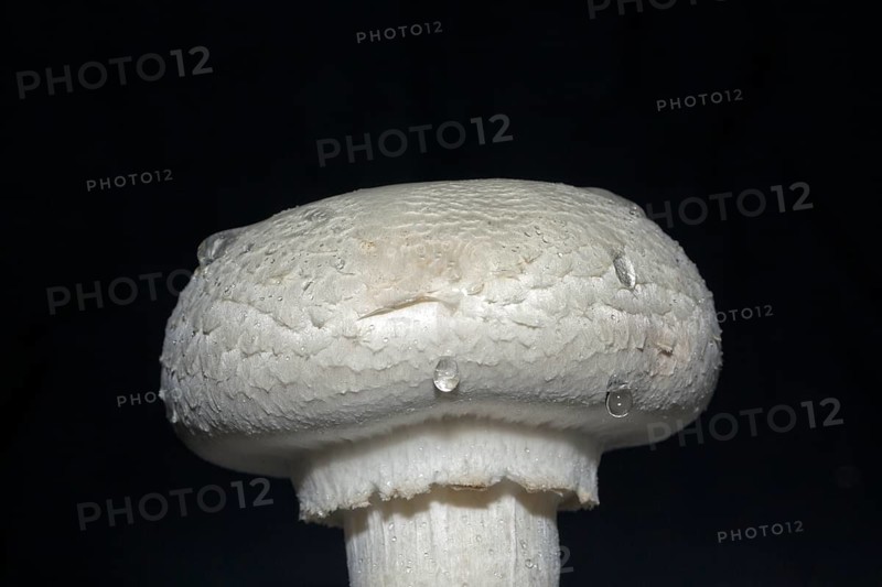 White horse mushroom