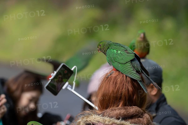 Australian king parrot