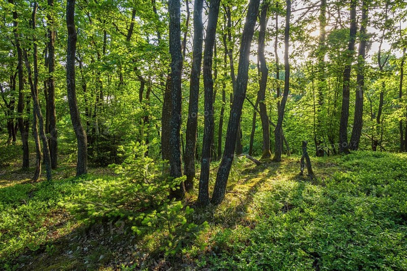 Forest in Spring