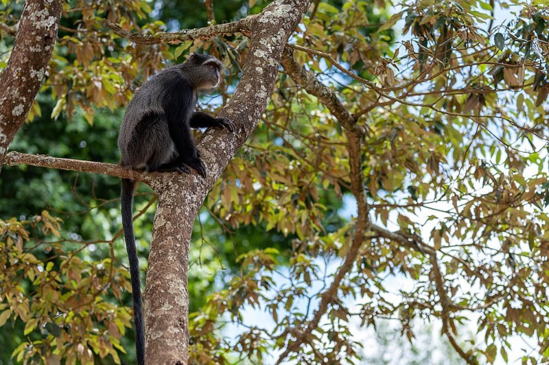 Sykes' monkey