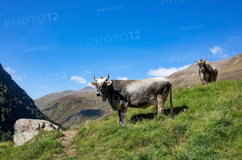 Cows on the alpine pasture in Rofental