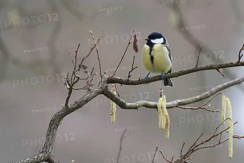 Great tit