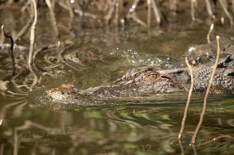 Saltwater crocodile