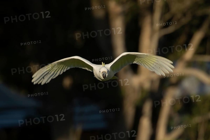Sulphur-crested cockatoo