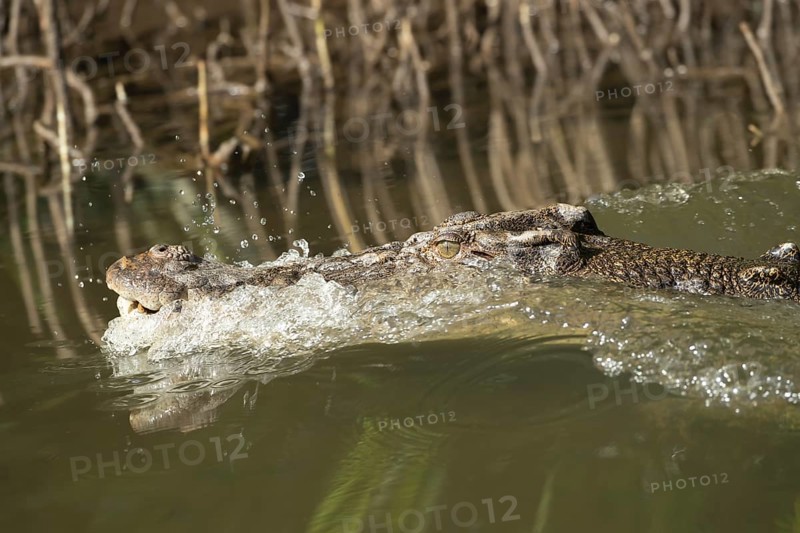 Saltwater crocodile