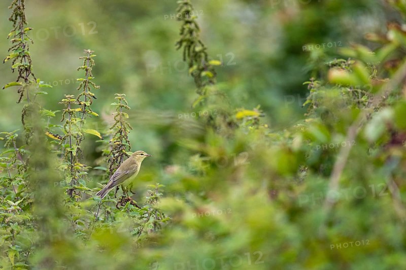 Willow warbler
