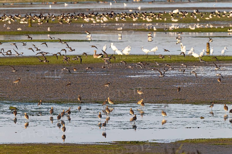 Eurasian curlew