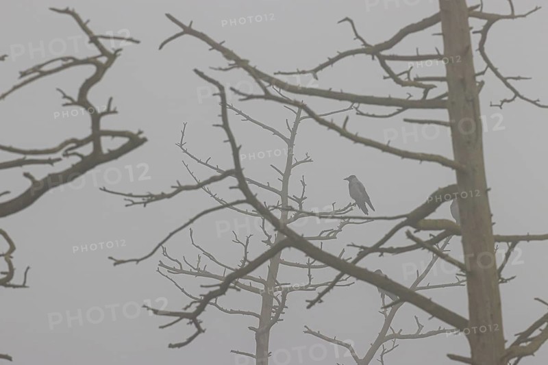 Hooded crow