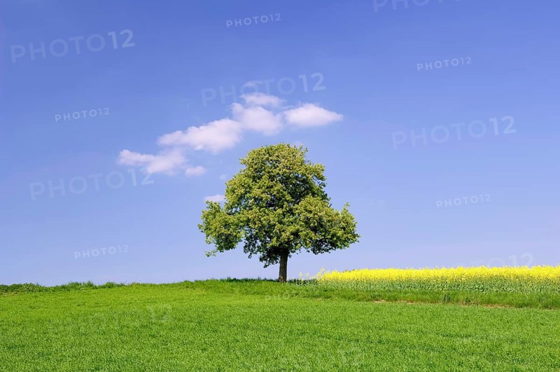 Horse-chestnut