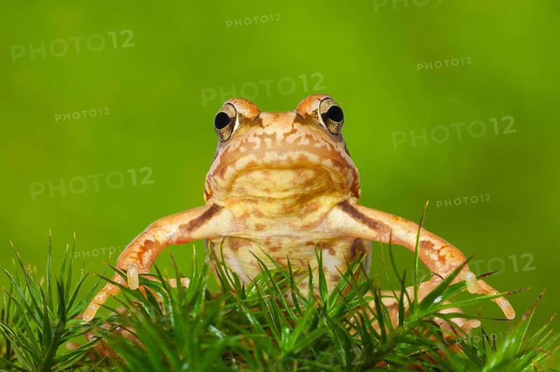 Common frog