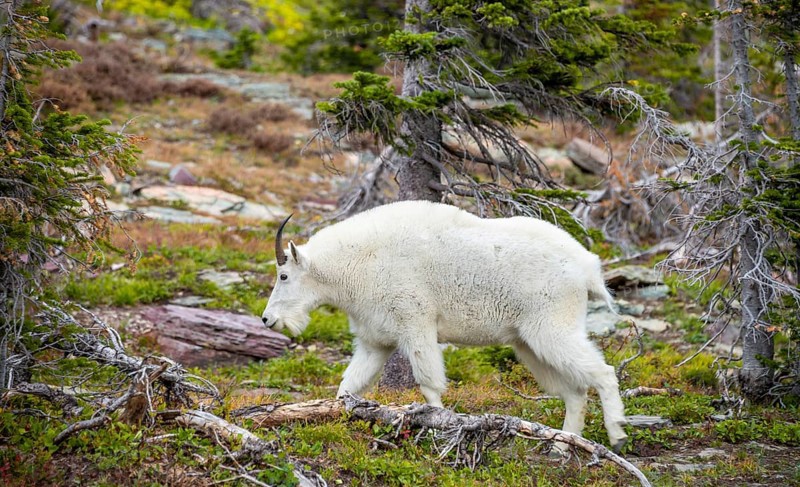 Mountain goat