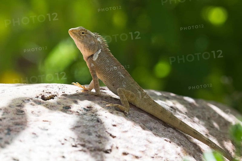 Oriental garden lizard