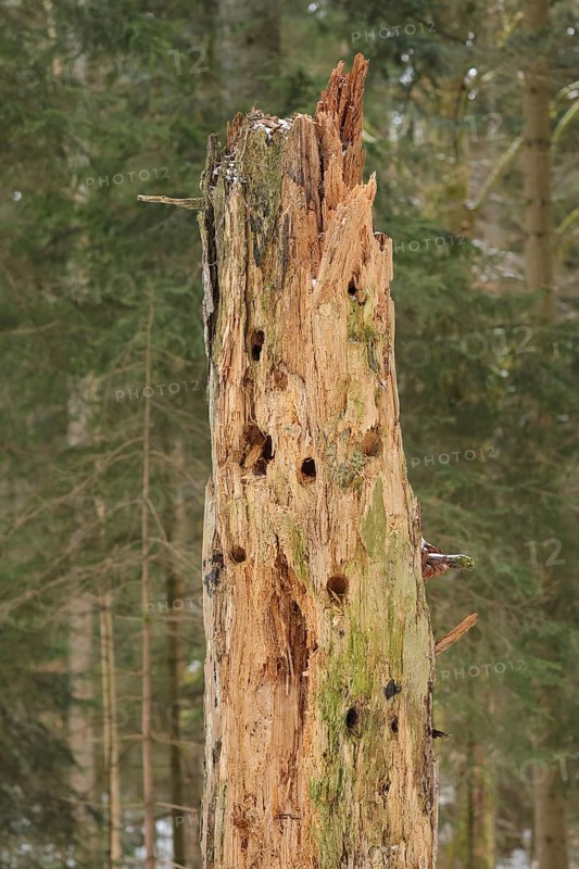 Tree with woodpecker holes