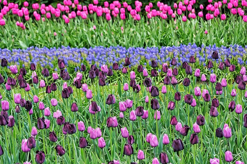 Tulips