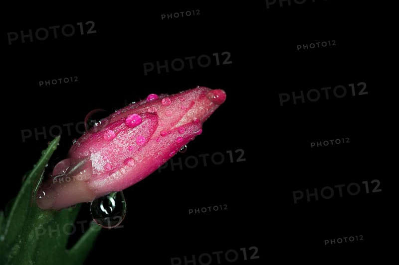 Red flower of a Schlumbergera with water drops