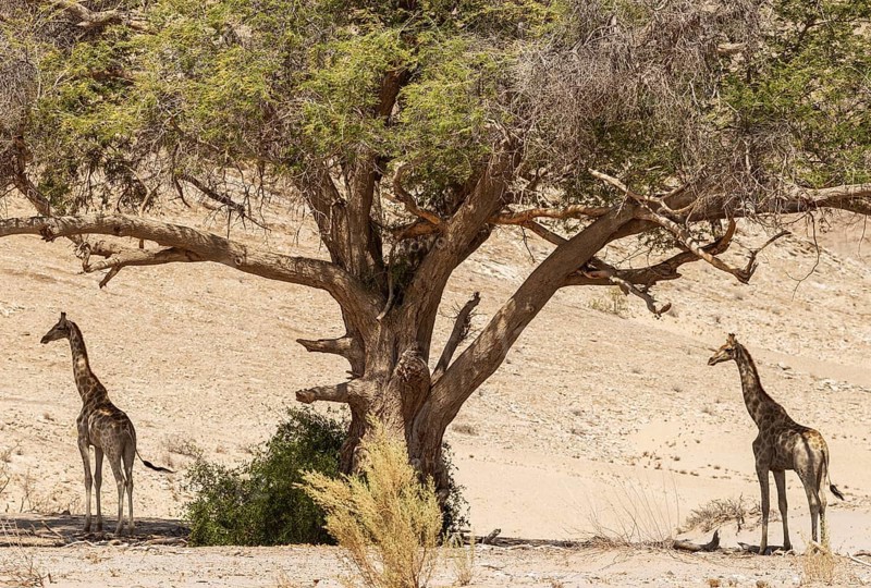 Angolan Giraffe