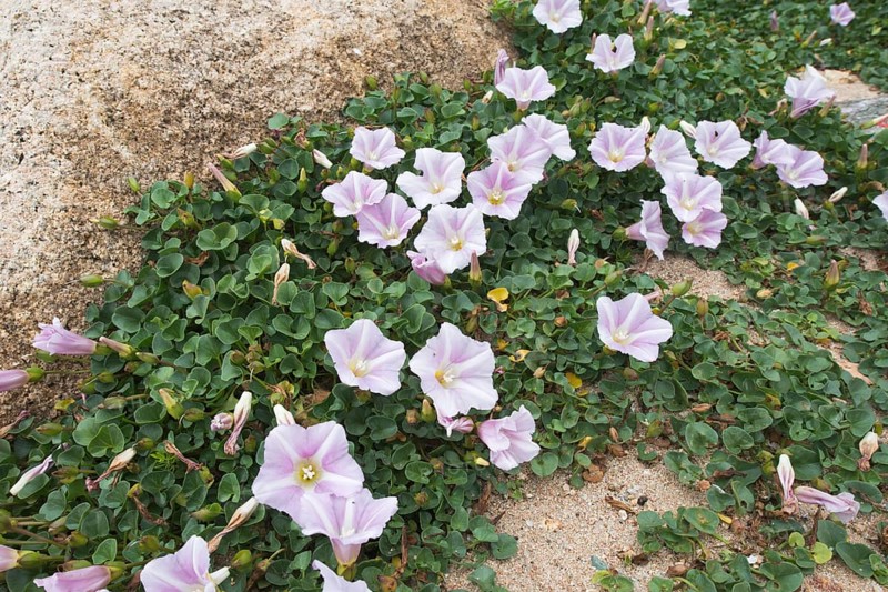 Beach morning glory