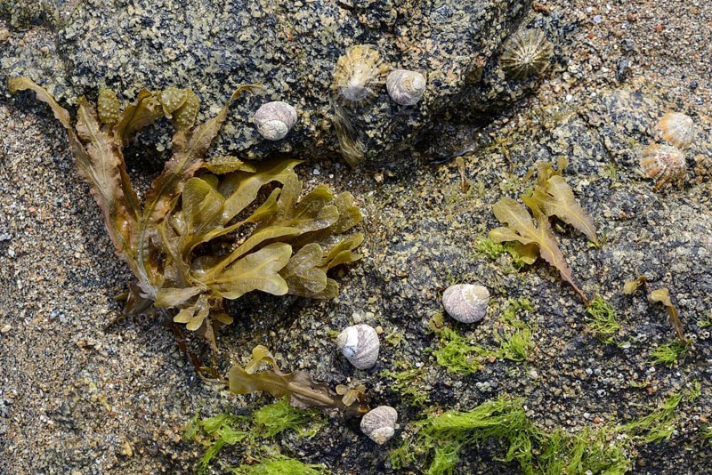 Spiral wrack