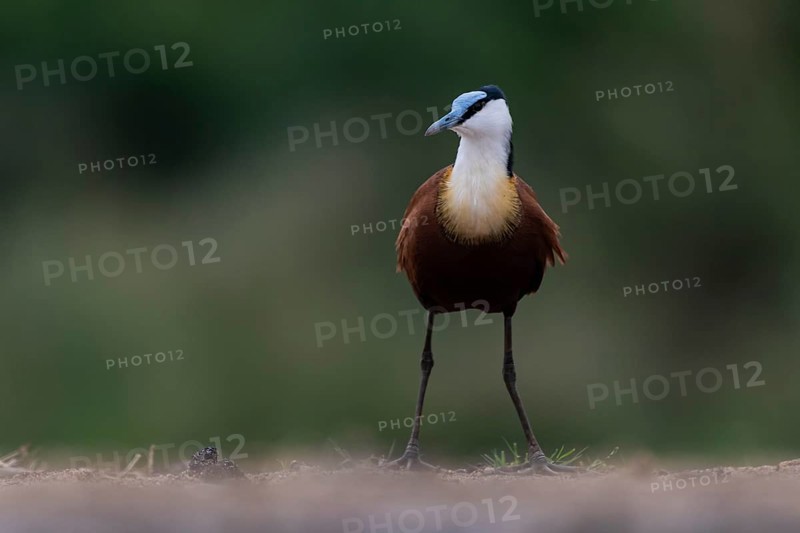 African jacana