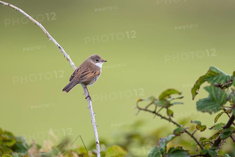 Garden warbler