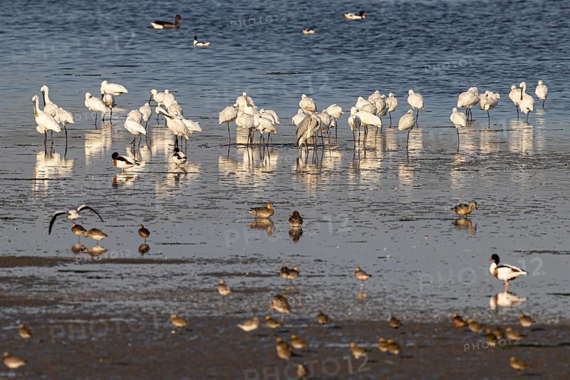 Eurasian spoonbill