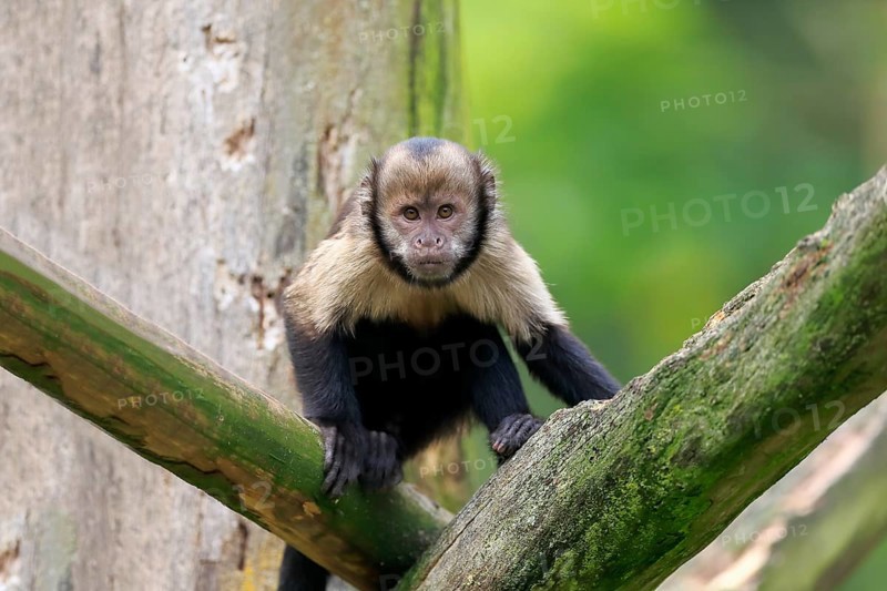 Golden-bellied capuchin