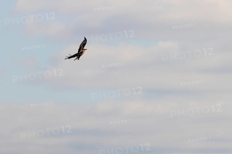 White-tailed eagle