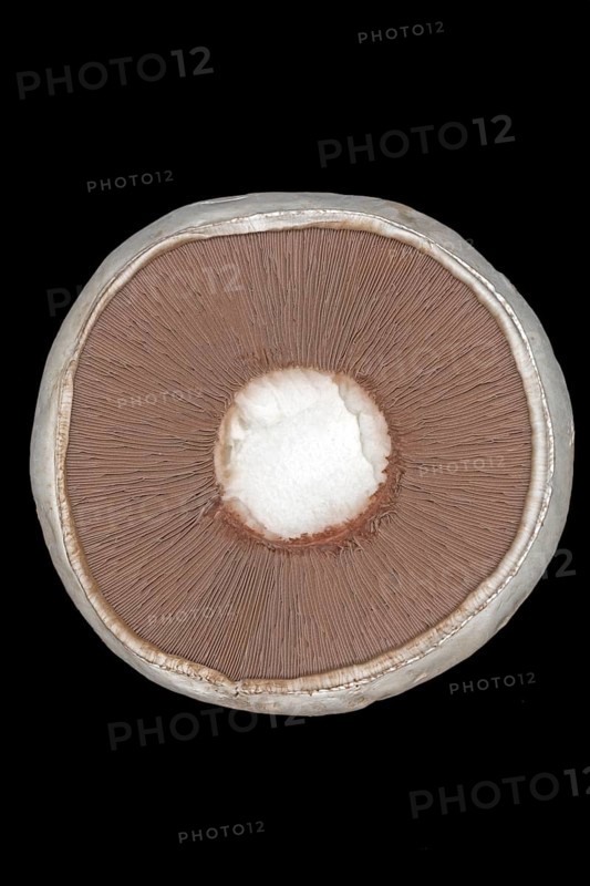 Close-up of the brown lamellae of a horse mushroom