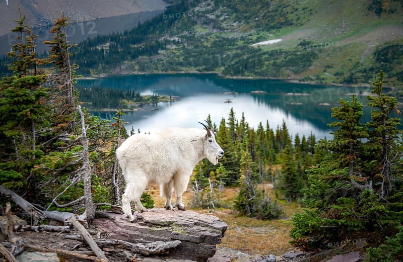 Mountain goat