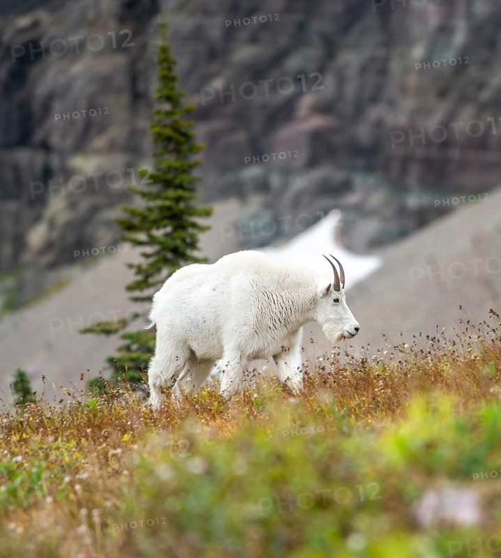 Mountain goat
