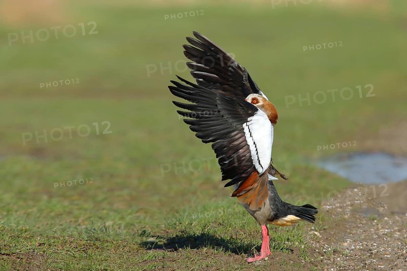 Egyptian goose