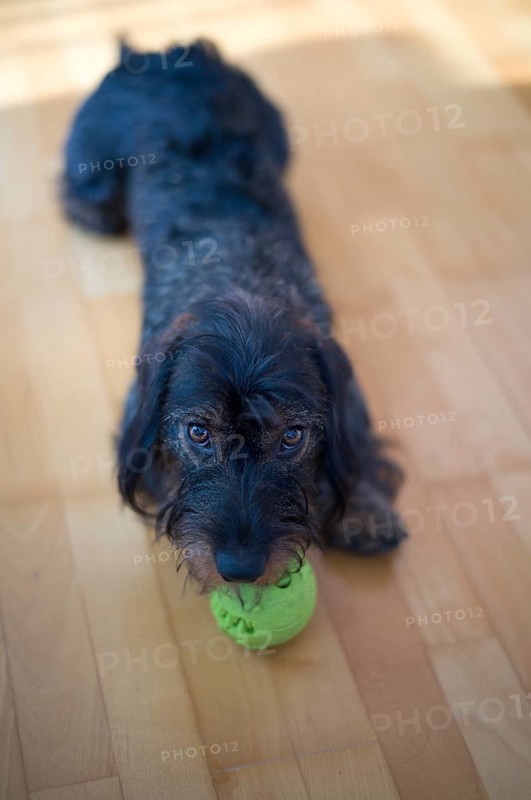 Rough-haired dachshund