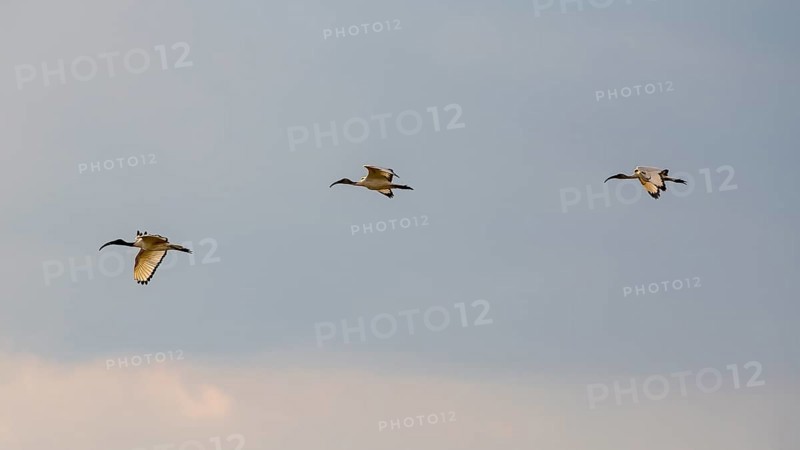 African sacred ibis
