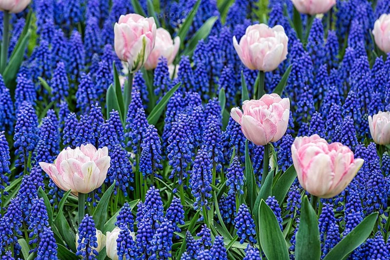 Pink tulips