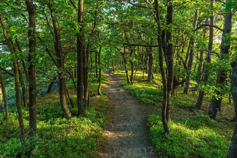 Forest Path in Spring