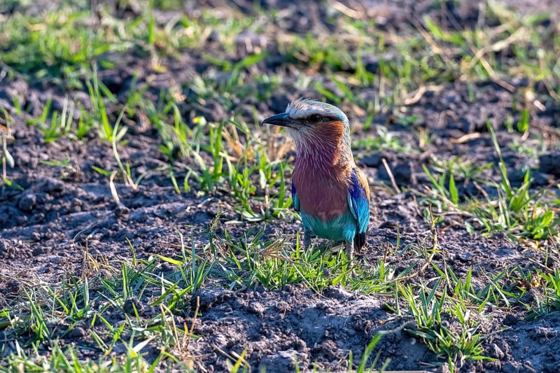 Lilac breasted roller